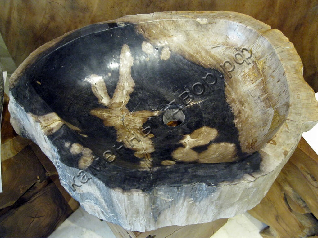 Раковина из окаменелого дерева (с черными опалинами)